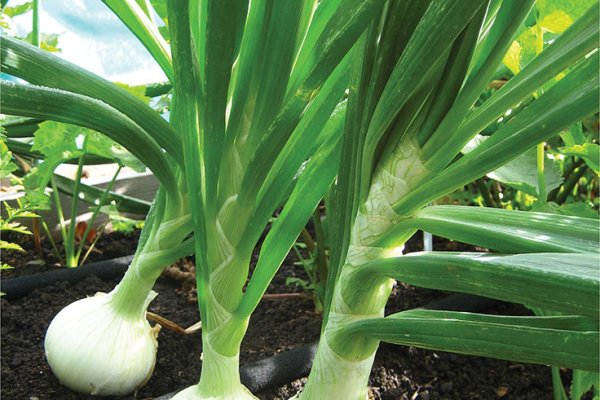 Кракен актуальные