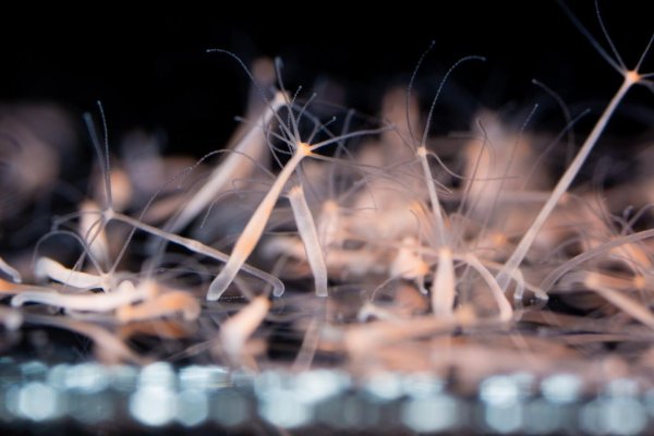 Kraken зеркало kraken dark link